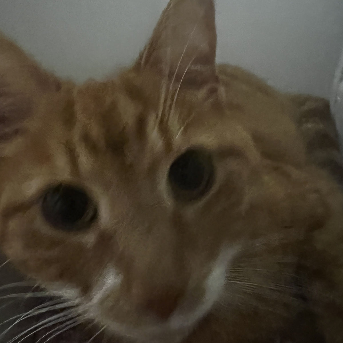 A blurry close-up photo of an orange tabby cat with dark eyes looking directly at the camera.