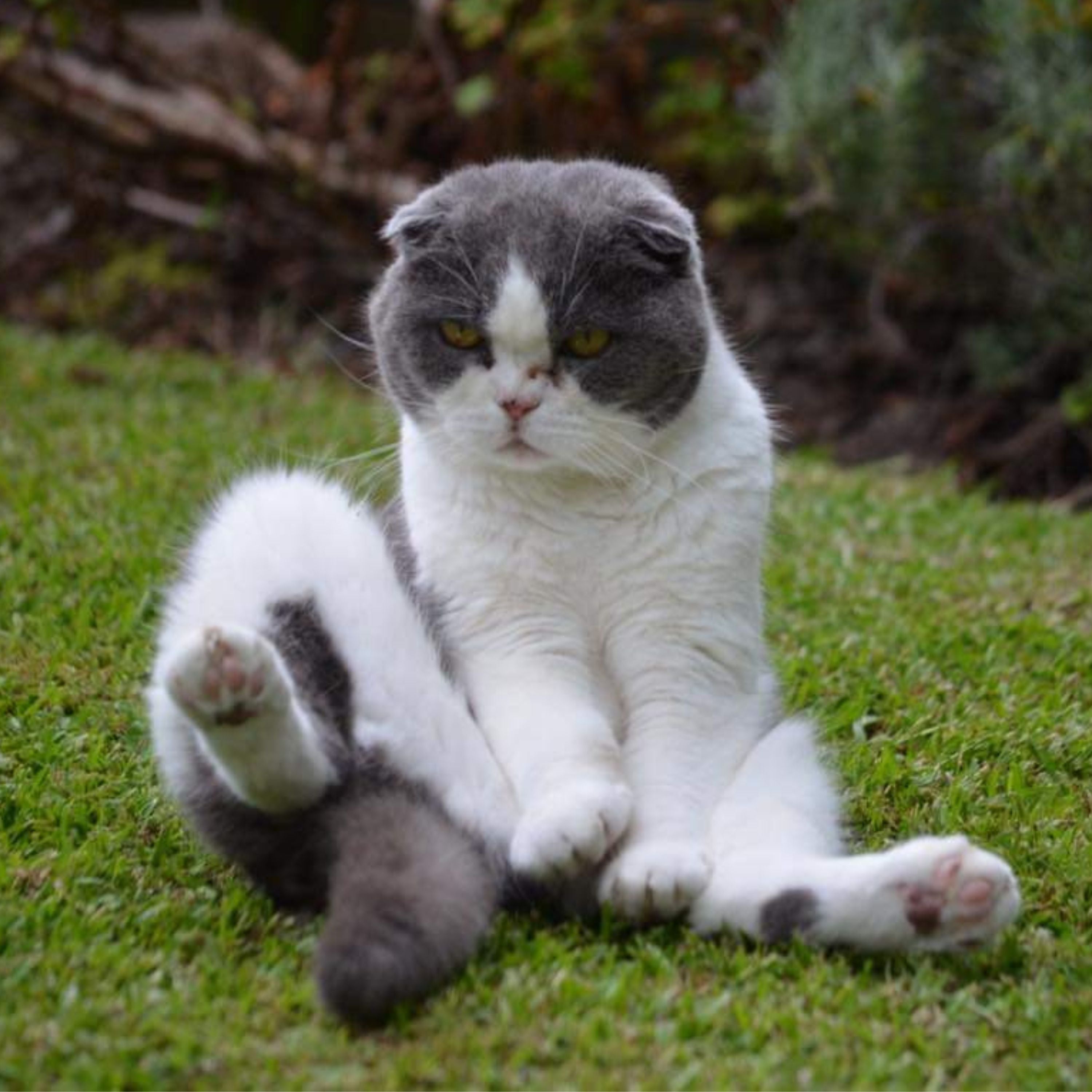 A grey and white Scottish Fold cat sitting on green grass in an outdoor garden setting.