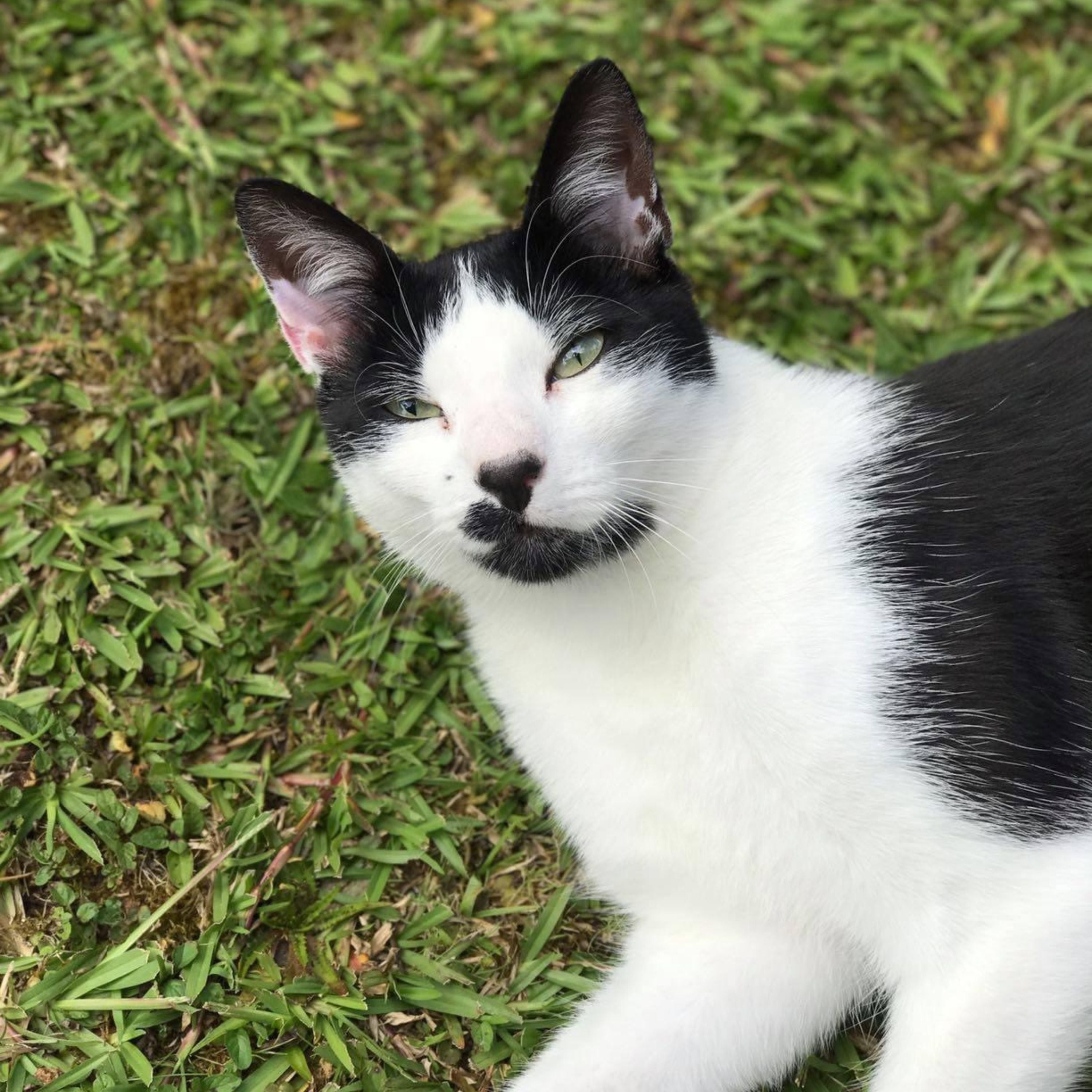 A black and white cat lying on green grass, looking up and to the side.