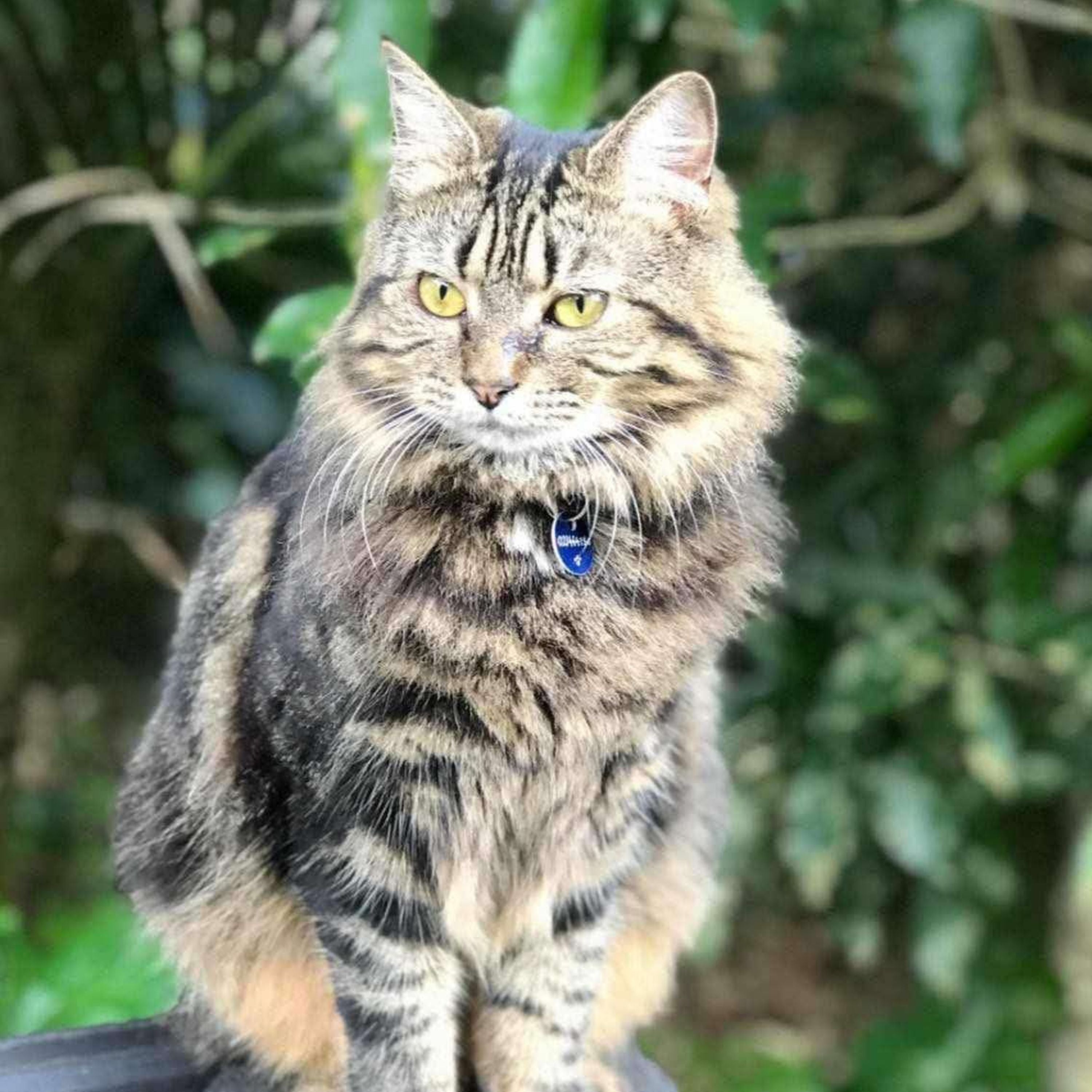 A fluffy tabby cat with yellow eyes wearing a blue collar tag, sitting outdoors against a blurred green foliage background.