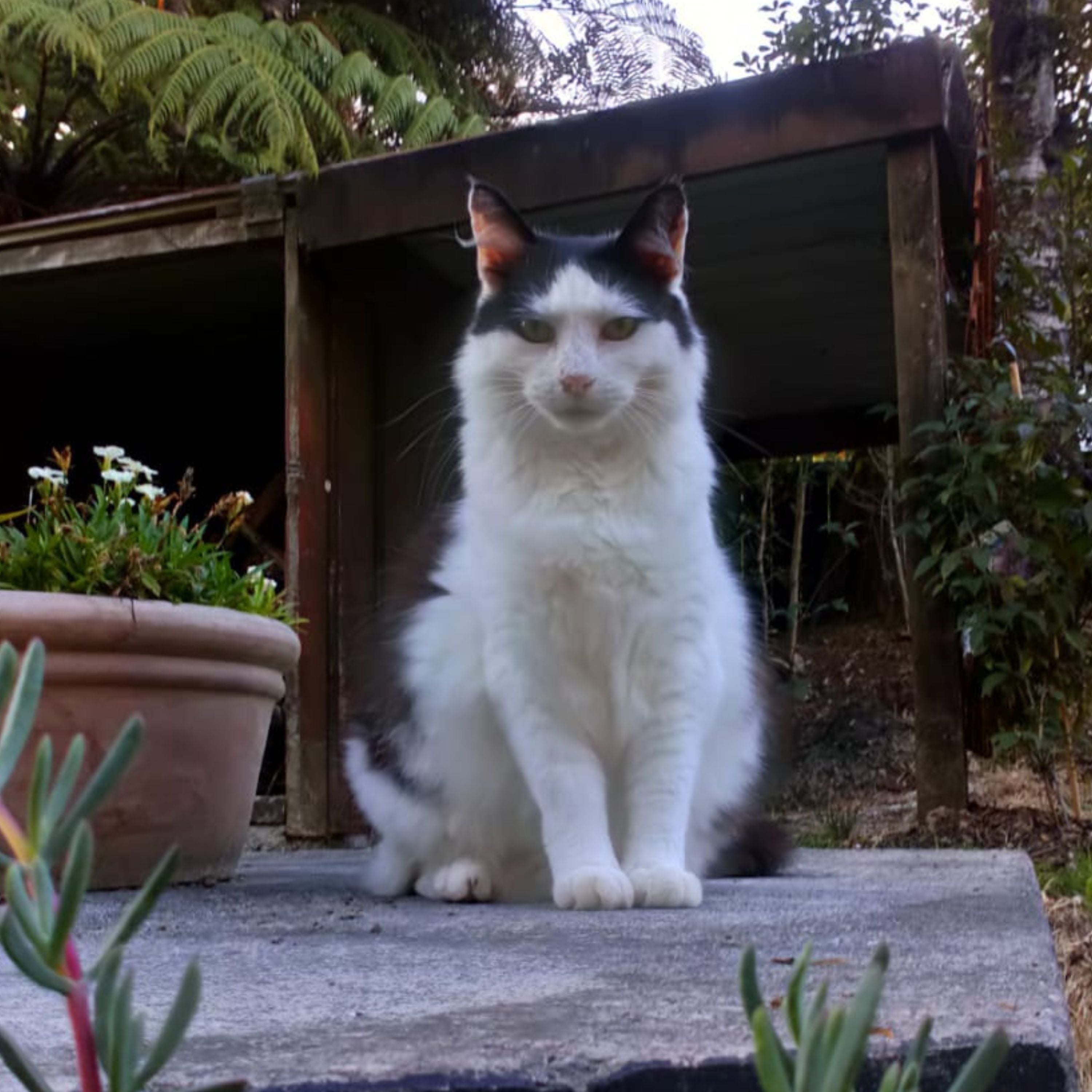 A black and white cat sitting on a concrete surface in front of a rustic wooden shed, with garden plants and a potted plant in the background.