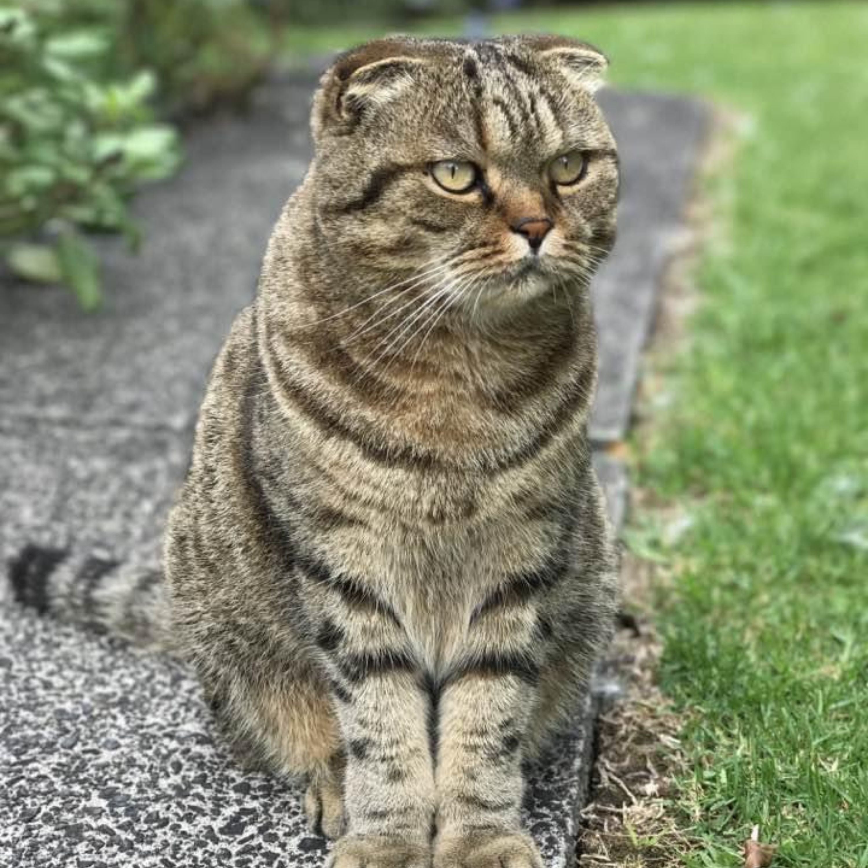 A Scottish Fold cat sitting on a paved path next to a green grass lawn.