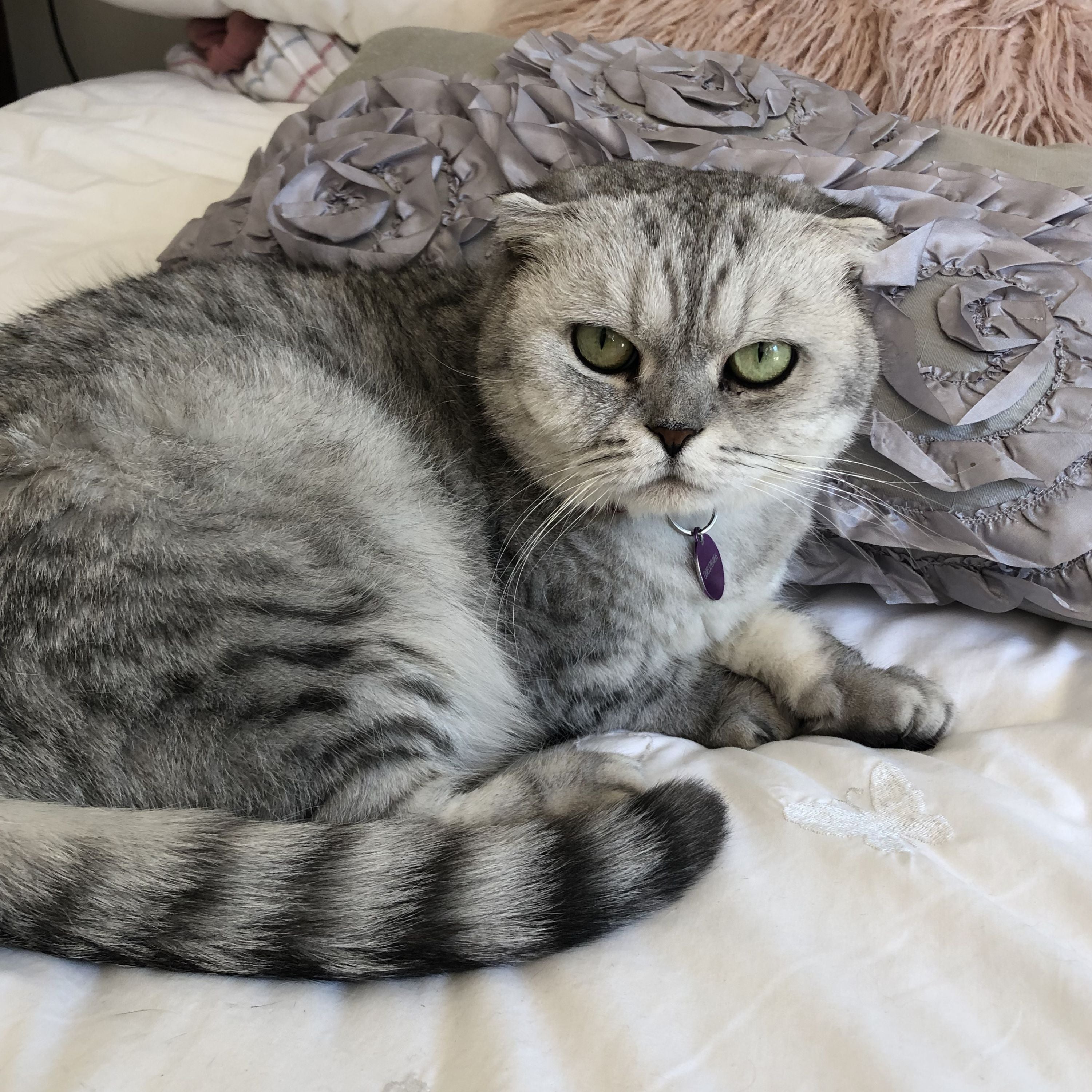 A grey and white Scottish fold lying on a bed next to a grey and pink cushion.