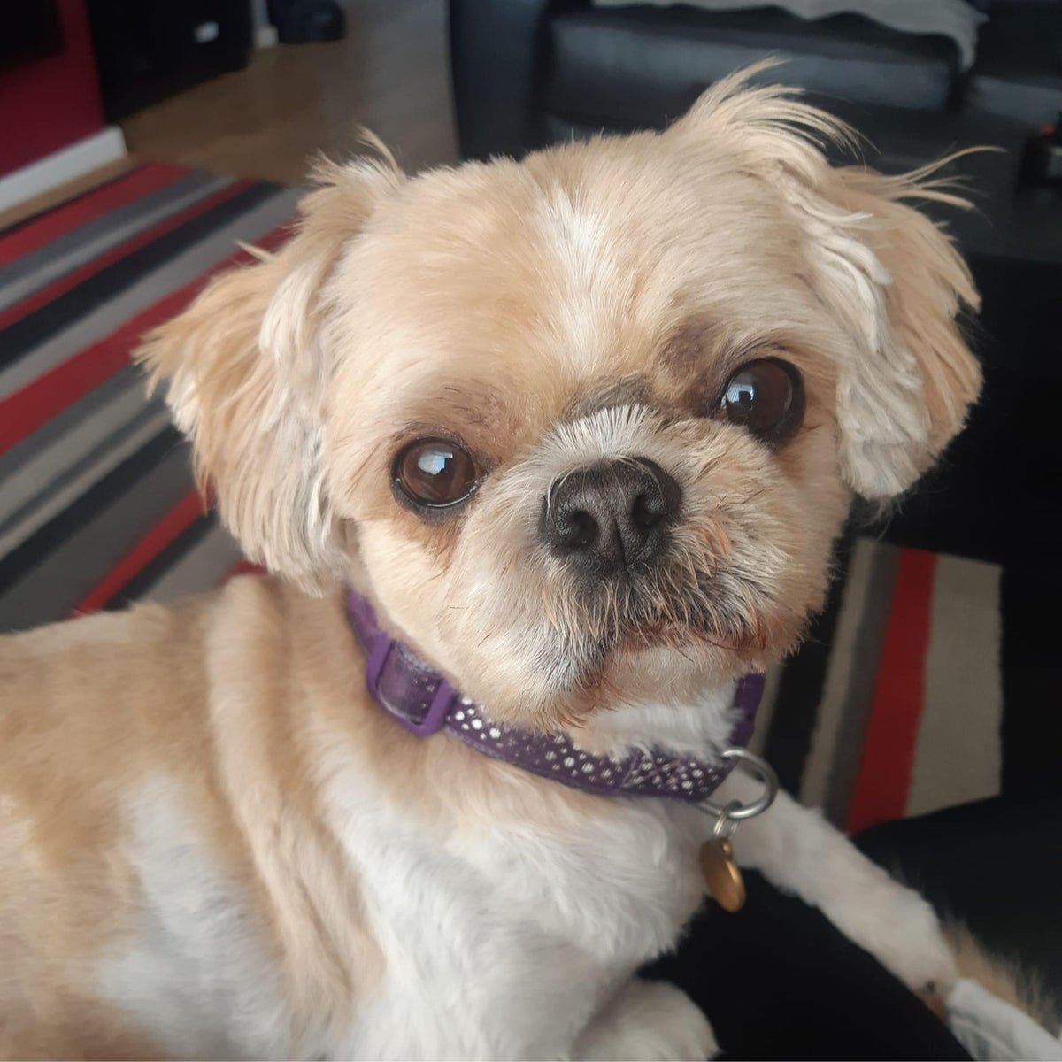 A small tan and white dog wearing a purple patterned collar, sitting indoors with a dark leather chair and striped rug in the background.