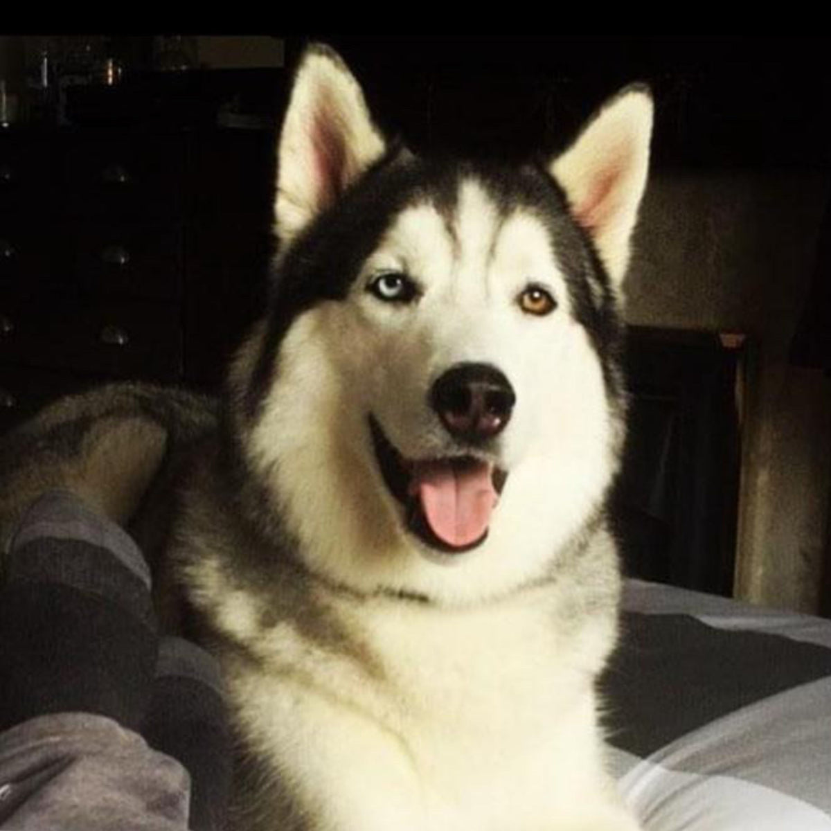 A close-up portrait of a Husky dog with one light blue eye and one brown eye, sitting on a bed in a dimly lit room.