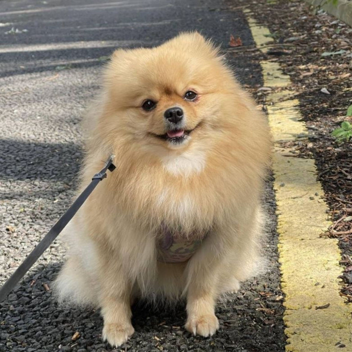 A fluffy golden Pomeranian dog sitting on a road outdoors, wearing a black leash.