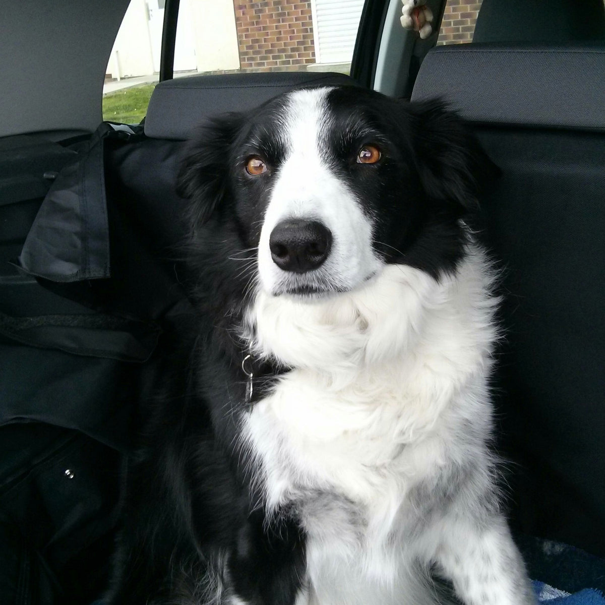 A Border Collie sitting in the back of a car, looking directly at the camera.