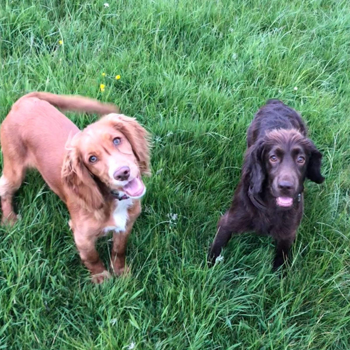 Two Spaniels standing in tall green grass outdoors.