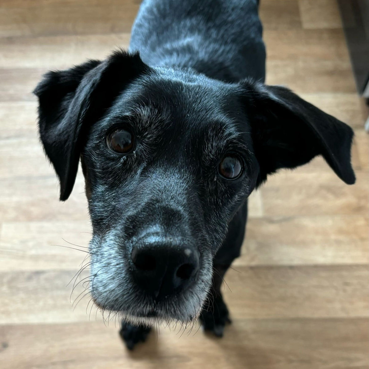 A close-up shot of a black dog looking directly at the camera on a light-colored wooden floor.