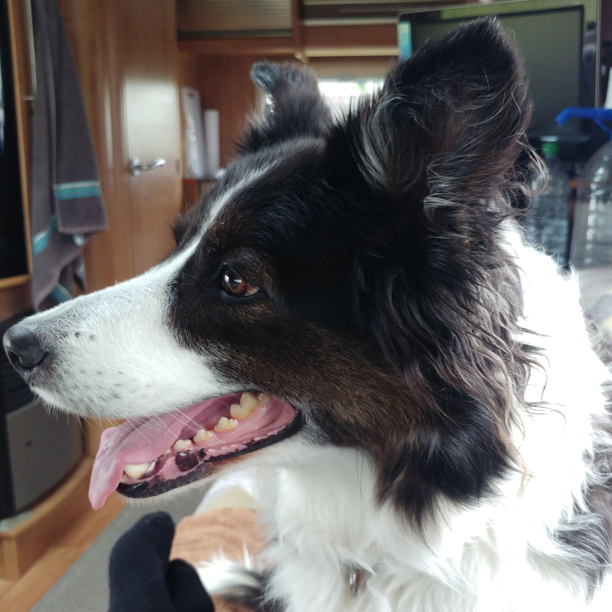 A close-up photo of a black and white Border Collie, looking to the side with its mouth open.