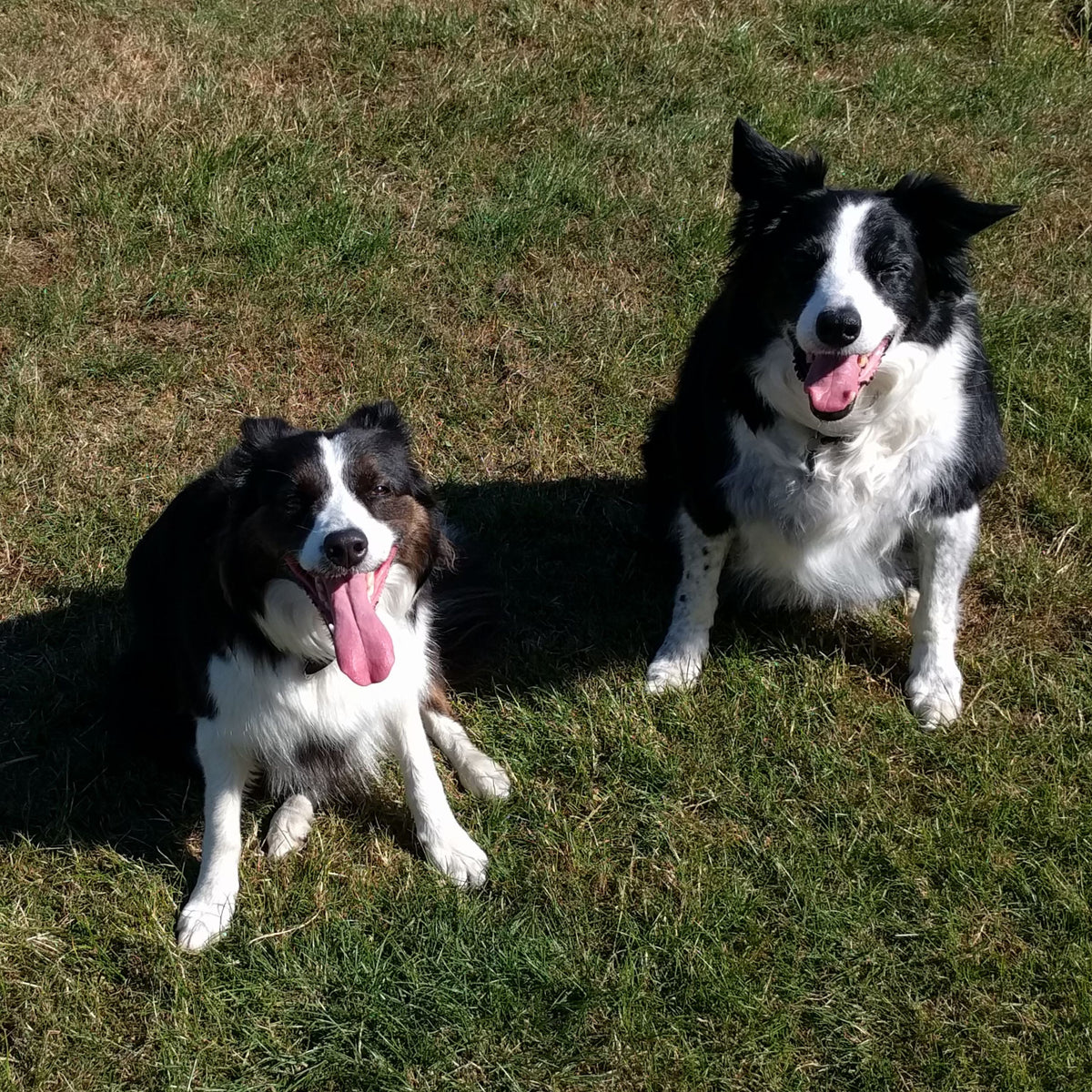 Two black and white Border Collie dogs sitting on a grassy lawn outdoors.