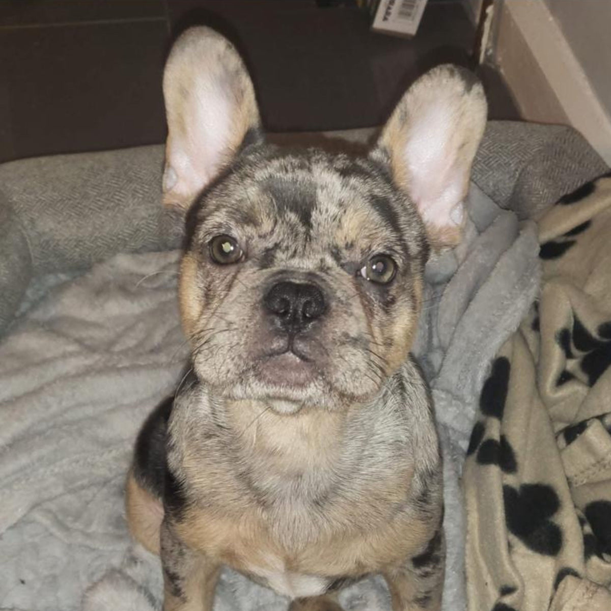A small French Bulldog with a brindle and tan coat sits in a gray pet bed with a patterned blanket.