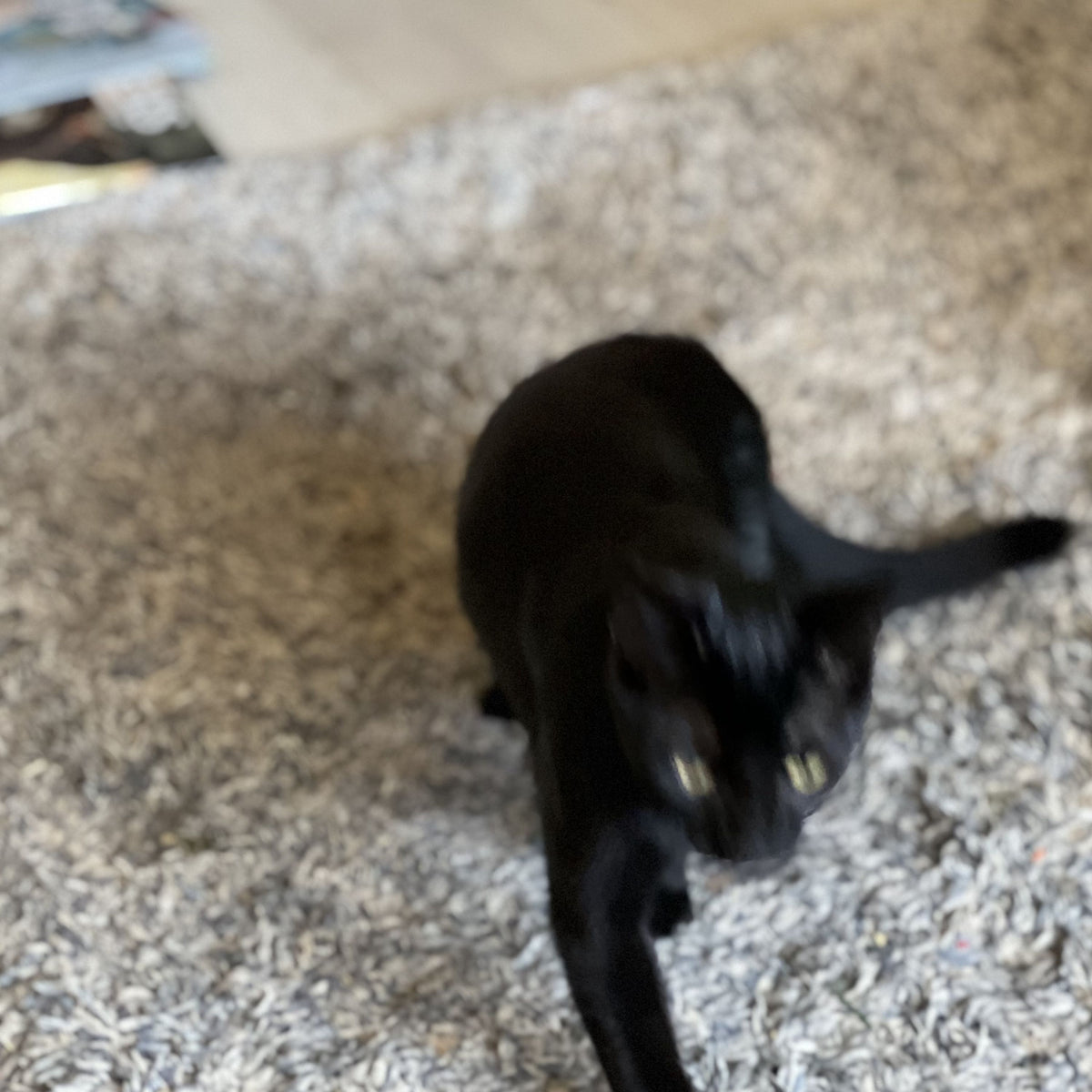 A blurry photo of a black cat walking on a textured beige carpet in an indoor setting.