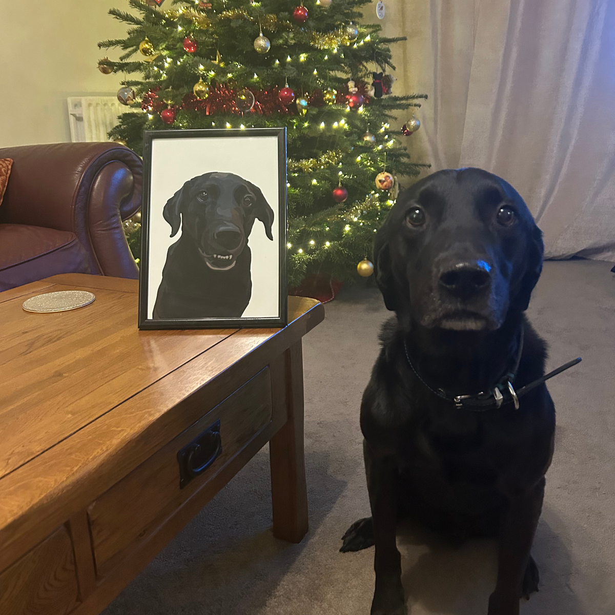 Black Labrador Alfie sitting next to an A4 print of himself in a black frame, with a Christmas tree in the background. 