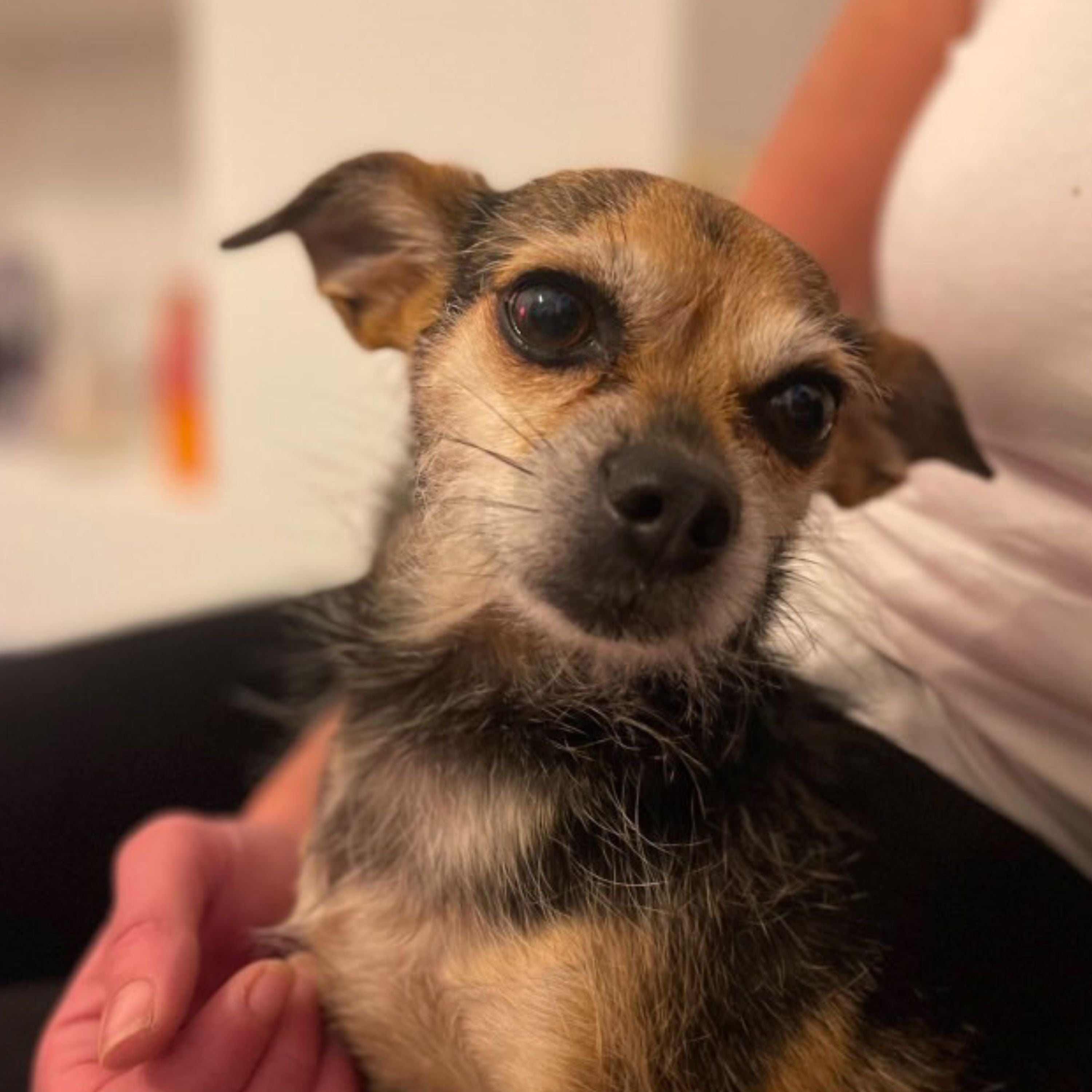 A close-up of a small black and tan Chihuahua being held by a person wearing a white top, with a blurred indoor background.
