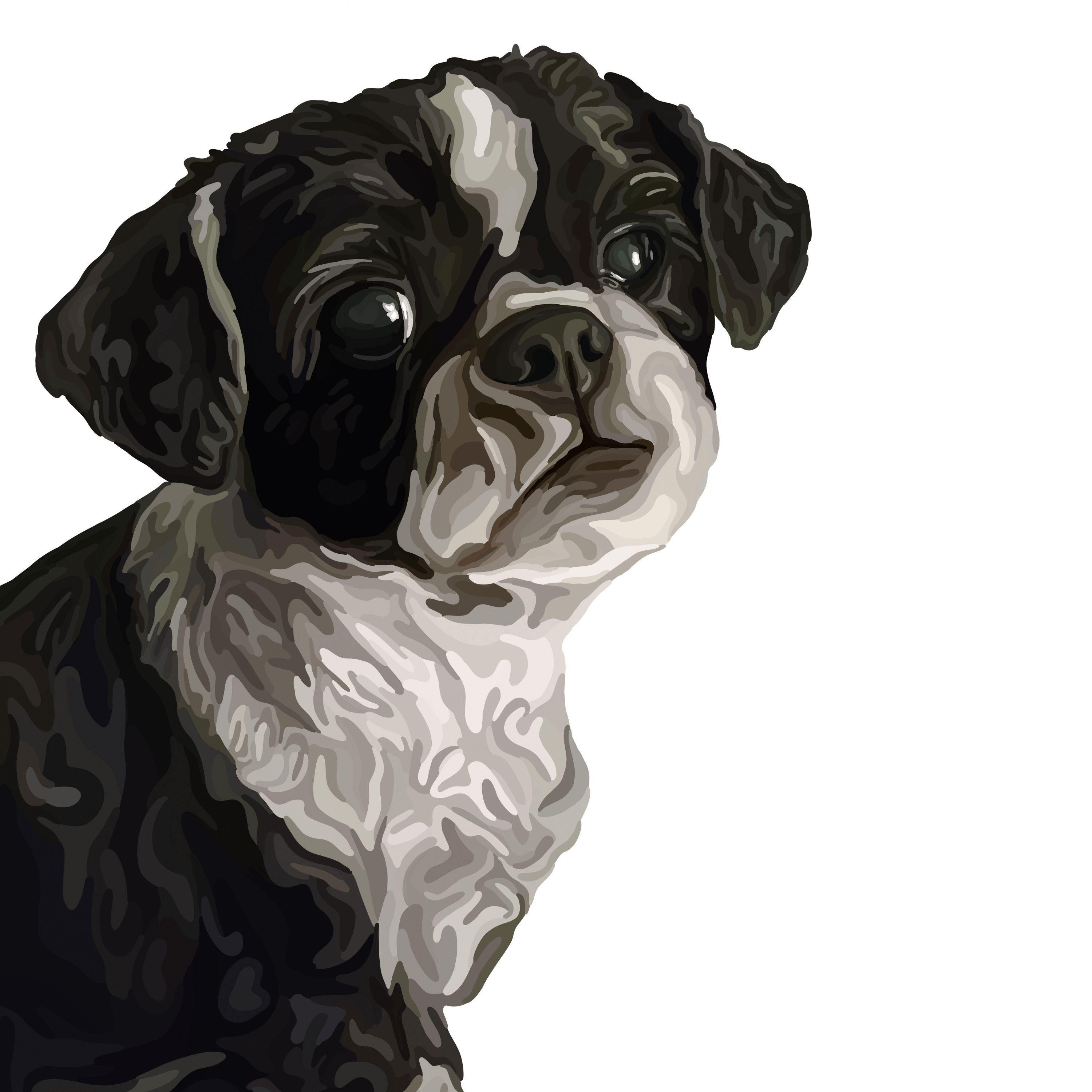 Cartoon Pet Portrait of a black and white Shih Tzu on a white background.