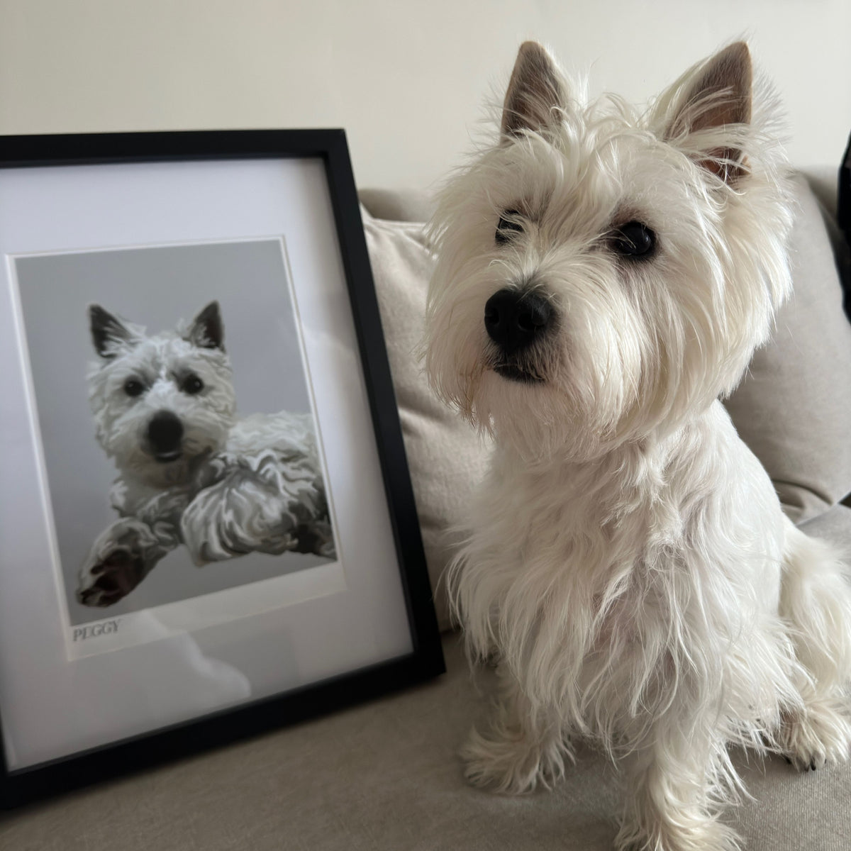 A photo of Peggy, a West Highlander, sat next to a Bordered Cartoon Pet Portrait of herself in a black frame.