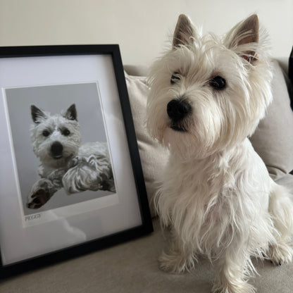 A photo of Peggy, a West Highlander, sat next to a Bordered Cartoon Pet Portrait of herself in a black frame.