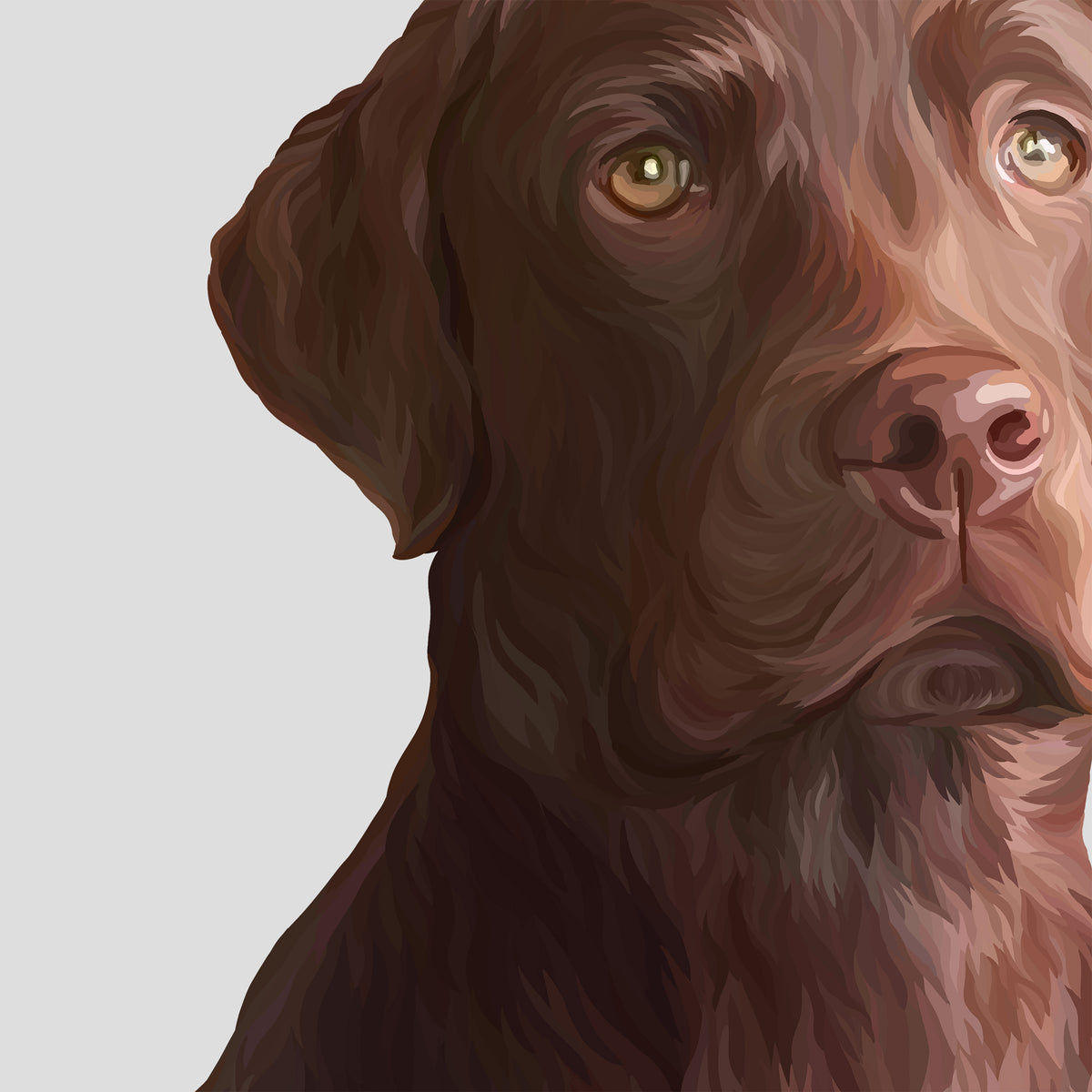 Close-up of a Detailed Pet Portrait of brown Labrador's face on a light grey background.