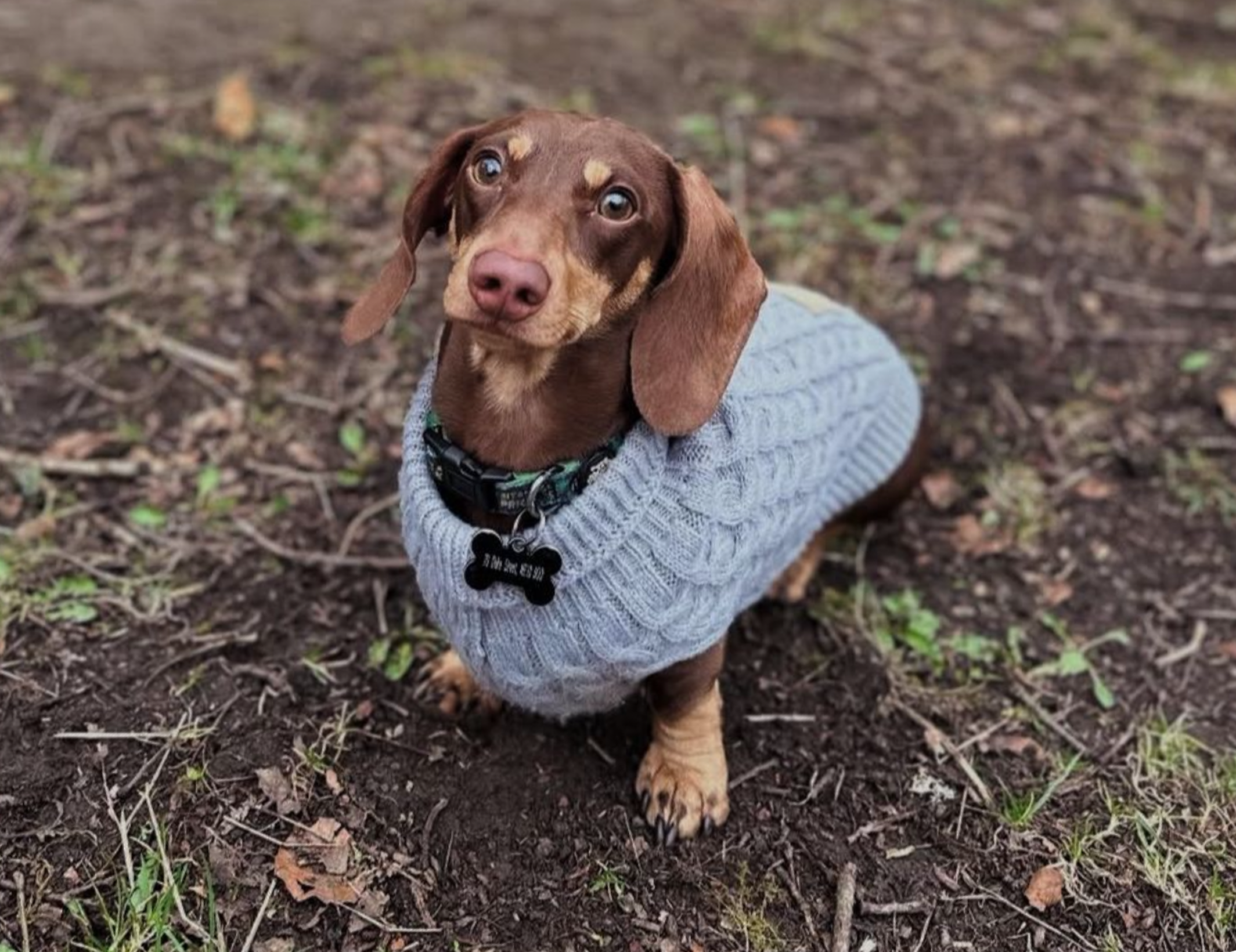 A brown Dachshund wearing a light blue cable-knit sweater sits on dark soil outdoors.