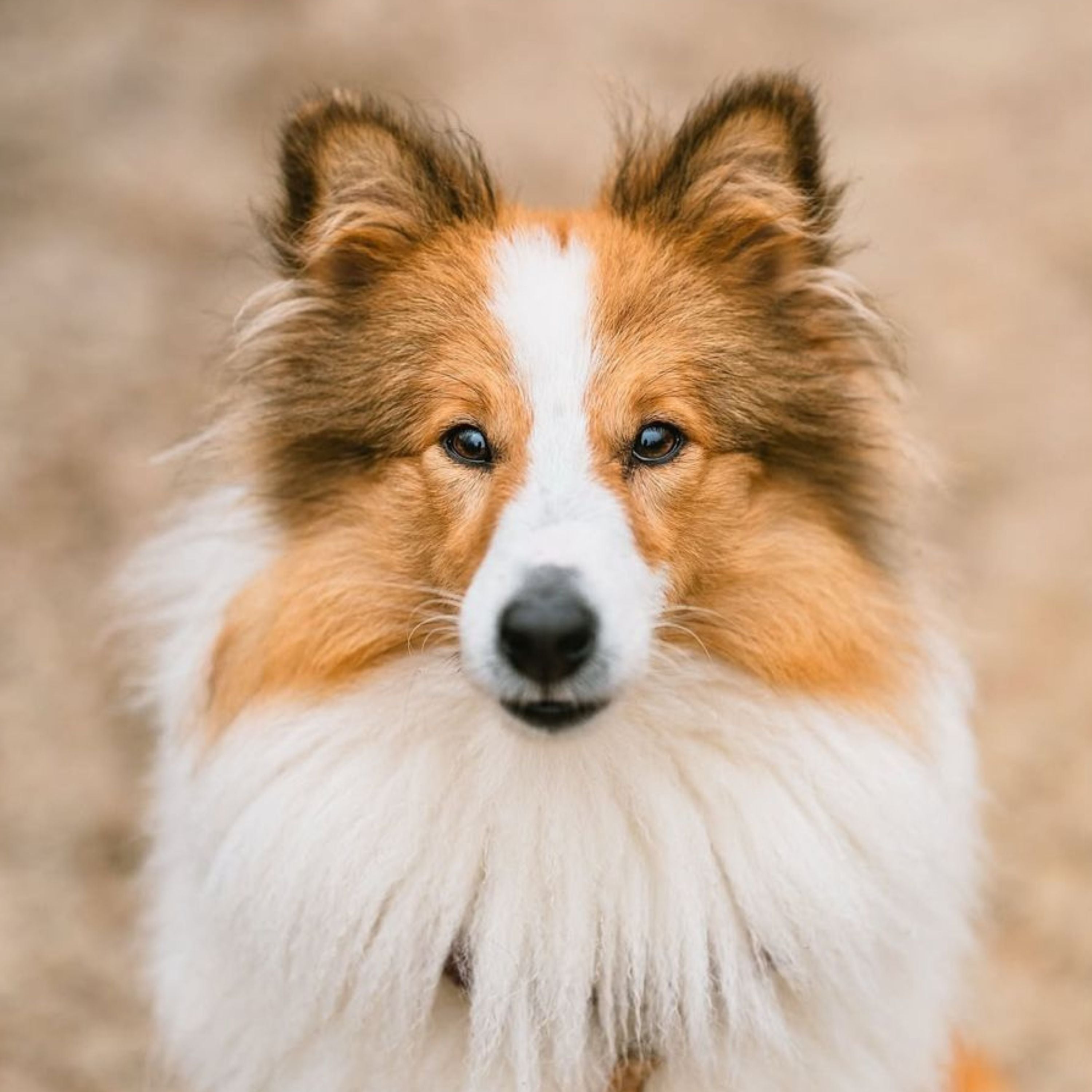 A close up photo of a ginger and white Collie dog.