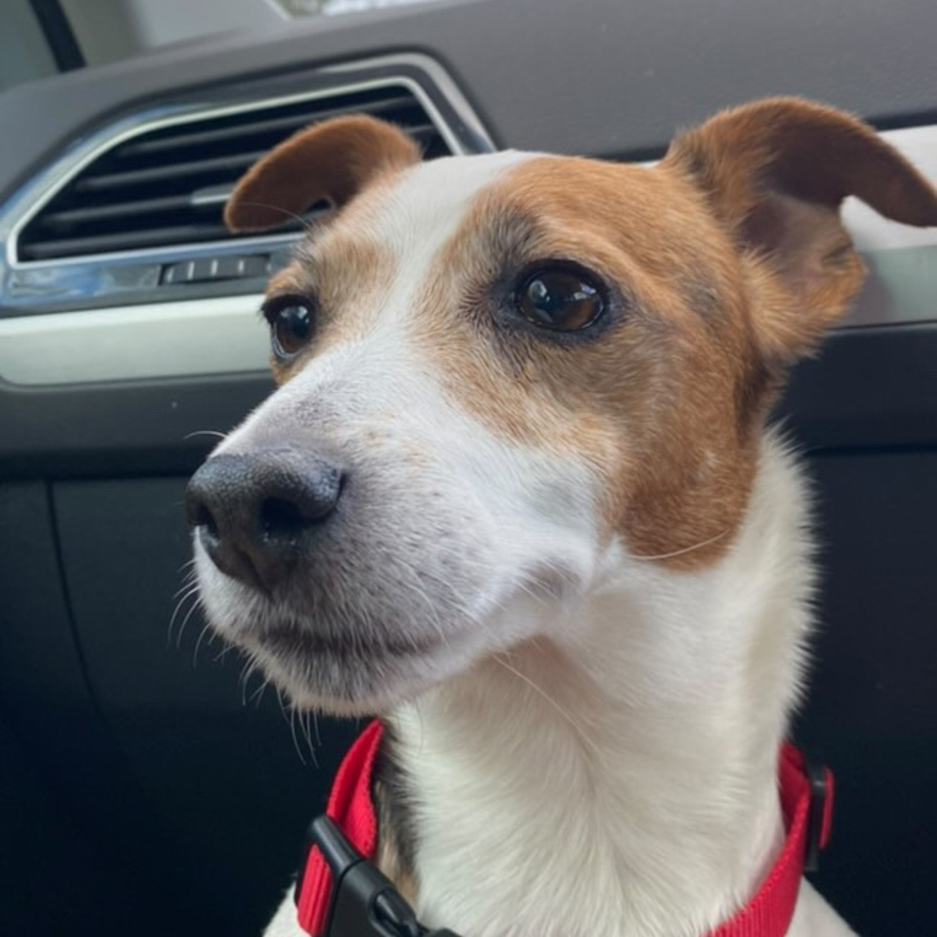 A close-up of a Jack Russell wearing a red collar, sitting in a car next to the air vent.