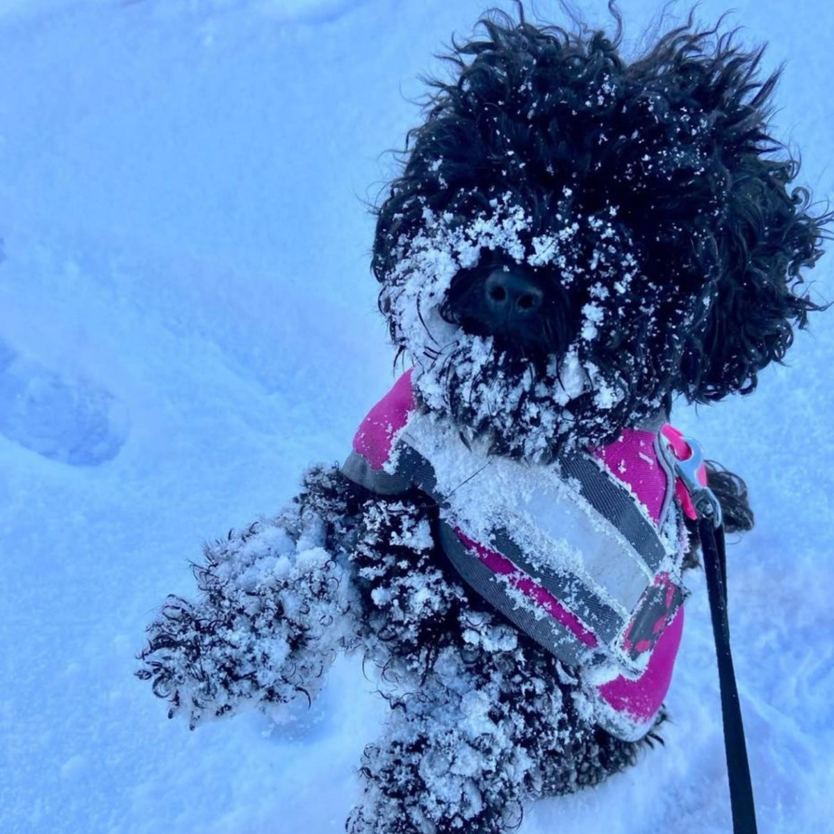 A small black dog covered in snow stands in the snow wearing a pink, gray, and white winter harness or vest. The dog's face and paws are dusted with snow, and a black leash is attached to the harness.