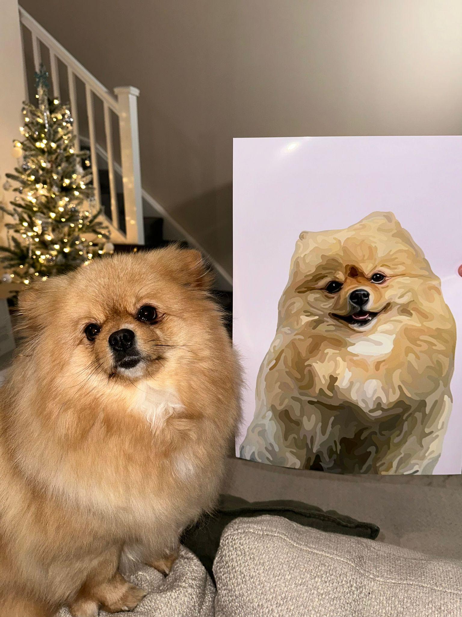 Pomeranian dog sitting on a sofa next to a photo of itself done in a Cartoon Pet Portrait style.