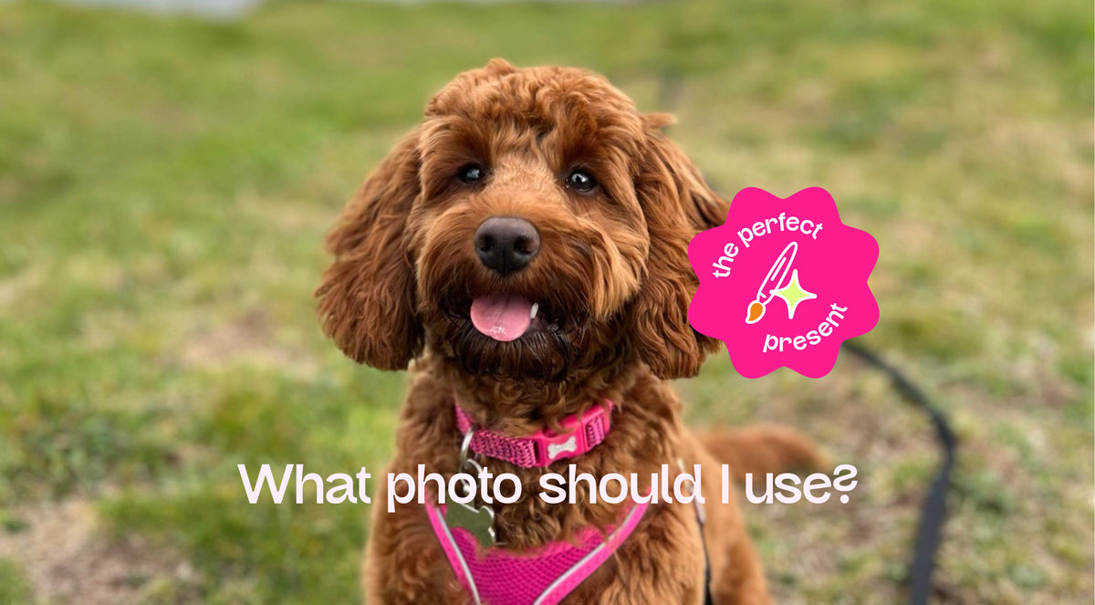 A brown Cockapoo wearing a pink collar and harness, standing outdoors on a grassy background. White text at the bottom reads 'What photo should I use?' and a sticker on the right says 'the perfect present'.