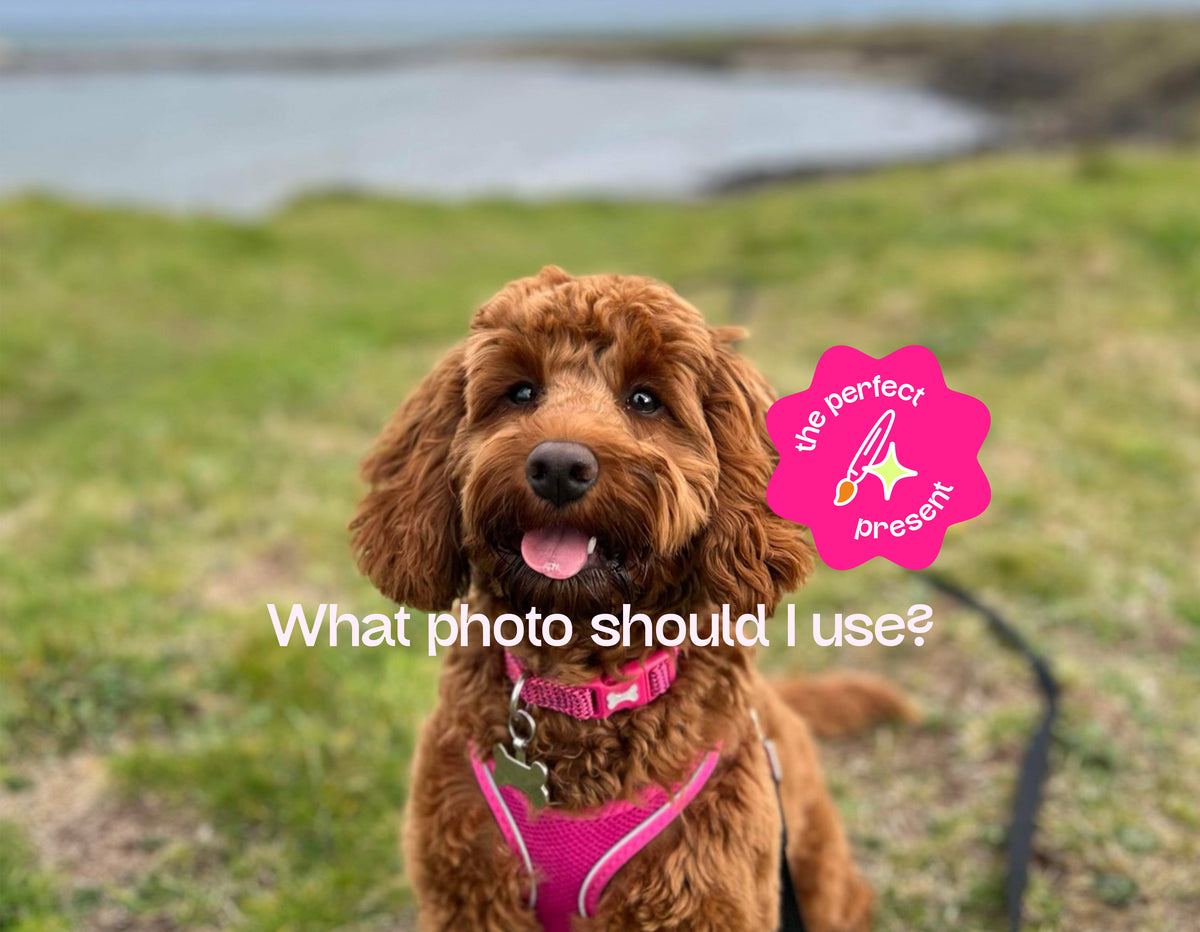 A brown Cockapoo wearing a pink collar and harness, standing outdoors on a grassy background. White text at the bottom reads 'What photo should I use?' and a sticker on the right says 'the perfect present'.