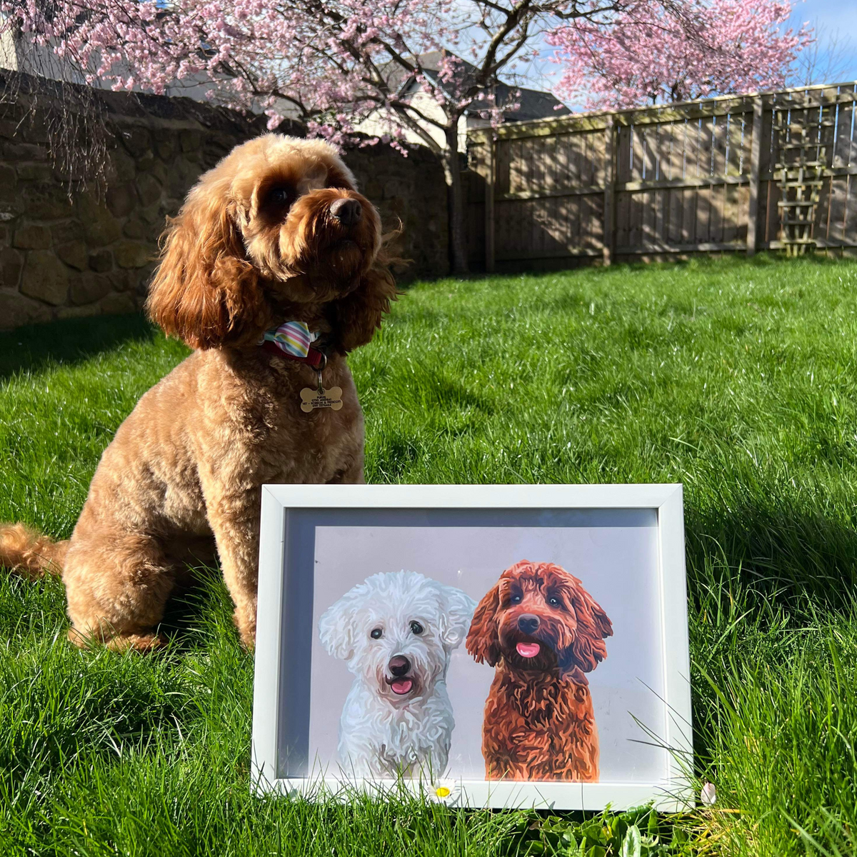 Photo of Winnie the Cockapoo in a garden sat next to a Cartoon Pet Portrait print of her and a Bichon Frisé.