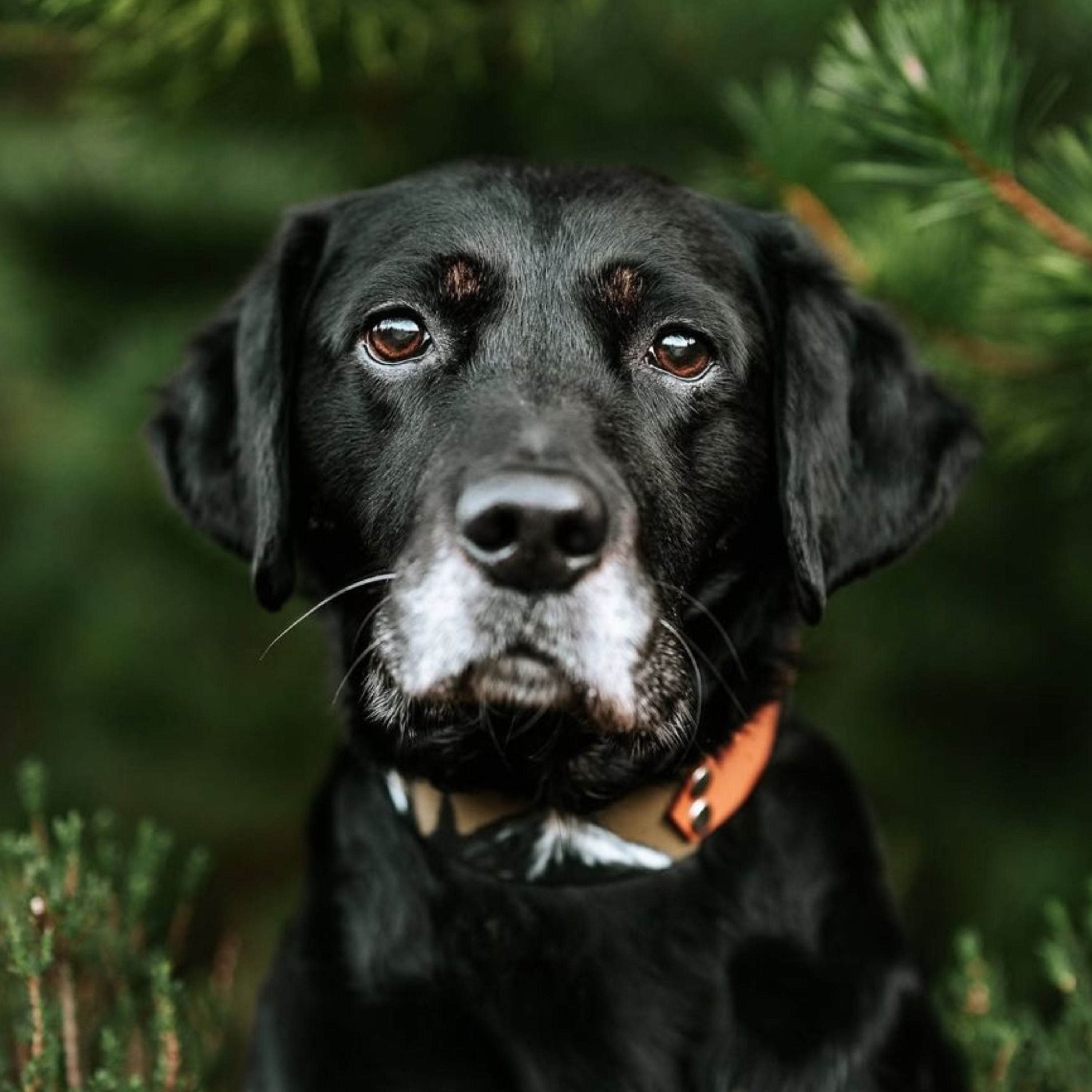 A close up photo of a black Labrador.