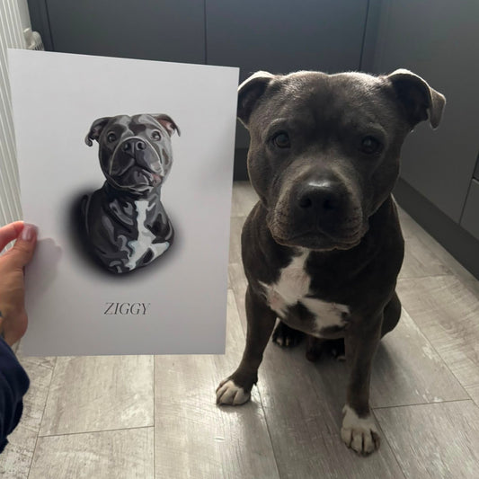 A photo of a grey Staffy sitting next to his print being held up beside him. Print style is a Spotlight Portrait with the name ZIGGY underneath.
