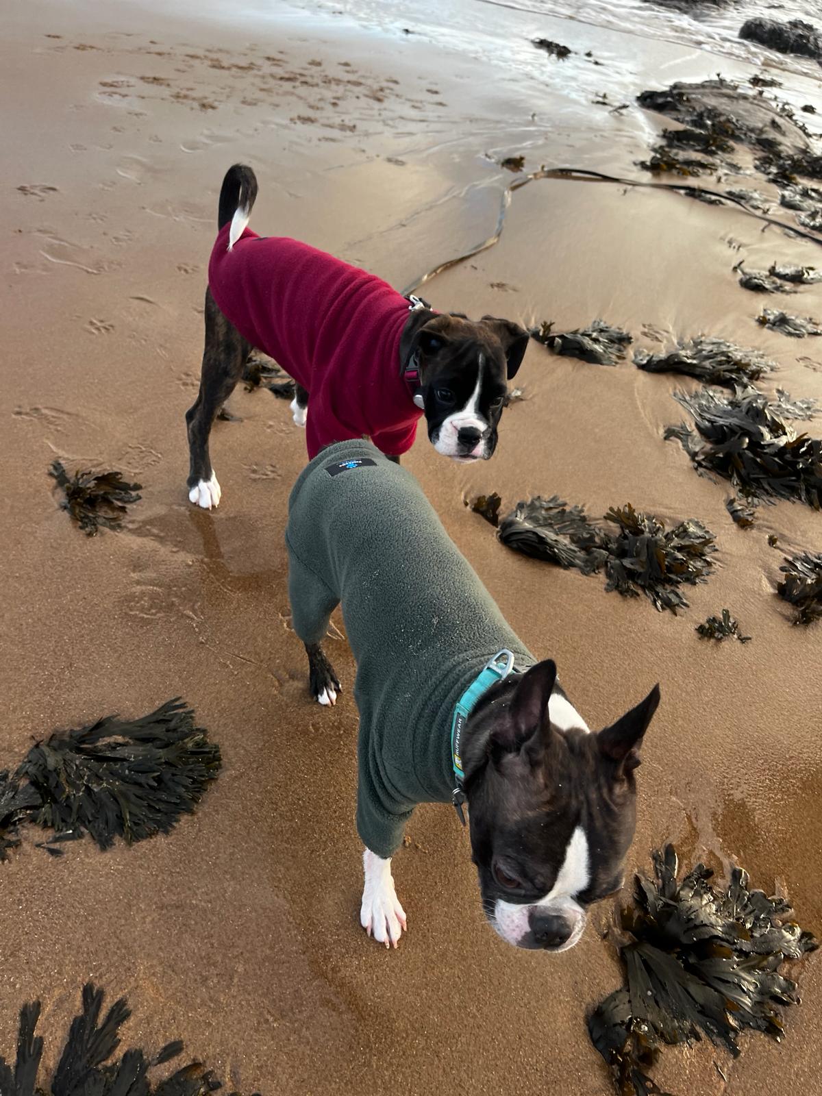 Two dogs on a sandy beach wearing fitted pet sweaters, one in burgundy and one in dark green, with seaweed scattered around them. Neither is looking at the camera.